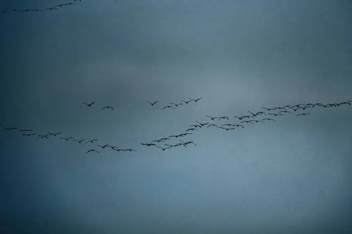A flock of geese flying in formation across a grey sky