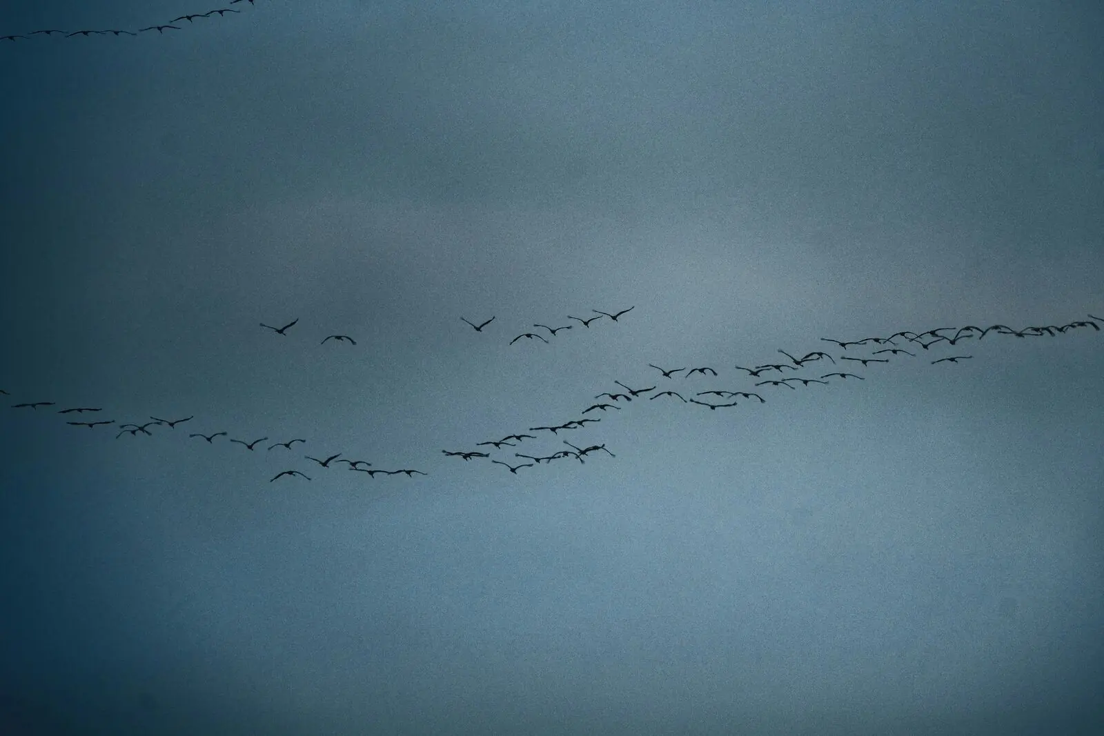 A flock of geese flying in formation across a grey sky